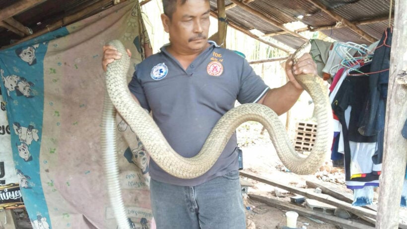 Man comes face to face with 5-metre king cobra while in bed