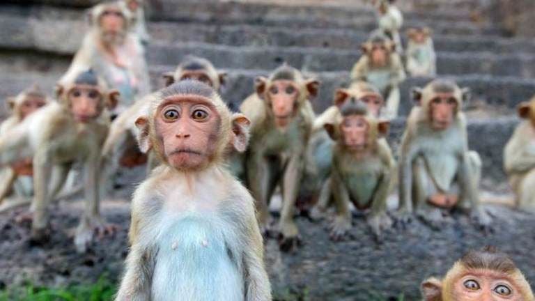 No monkeying around: coronavirus fears mean monkeys in the South are going hungry | News by Thaiger