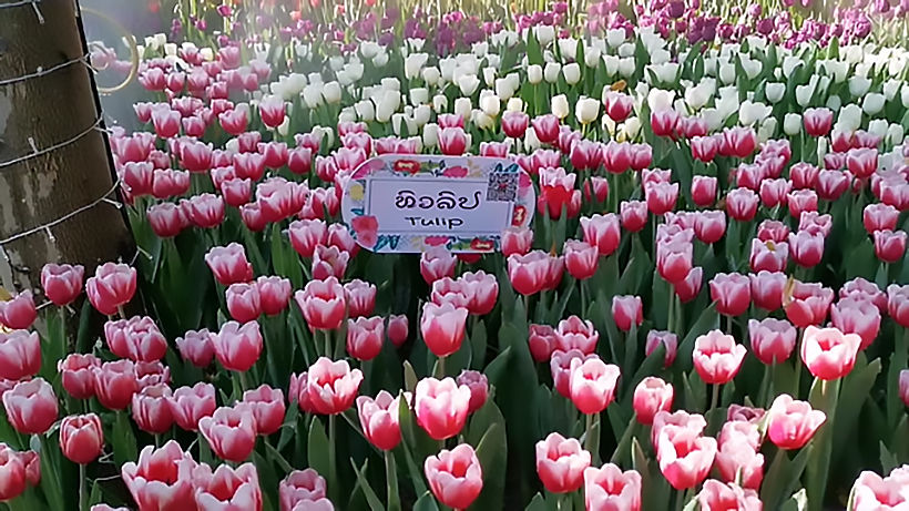 44th Chiang Mai Flower Festival in full bloom | News by Thaiger