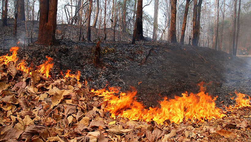 Pregnant woman injured, boy killed as fire-damaged tree collapses on their truck