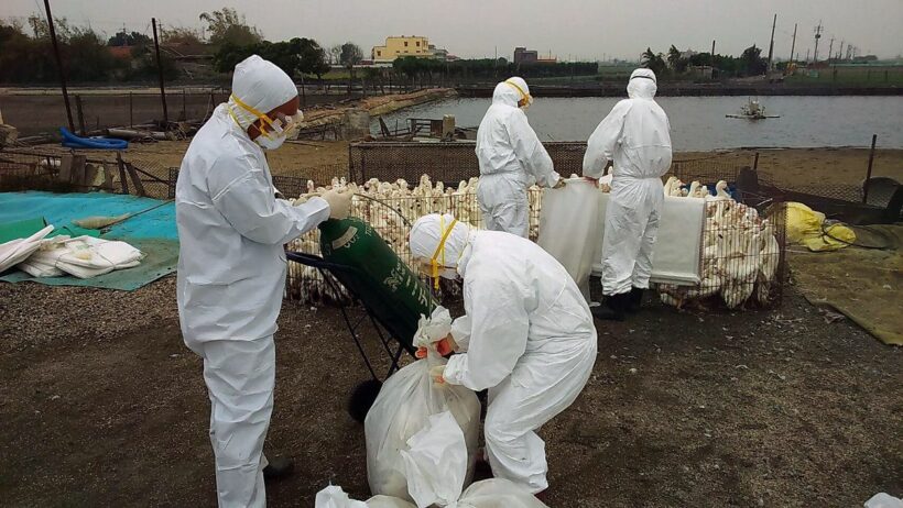 China now battling an outbreak of bird flu in Hunan