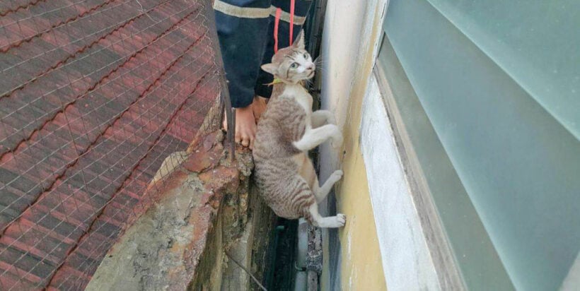 Missing moggie rescued in Rayong