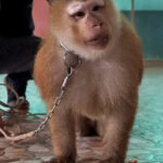 Nong Nong forced to lift weights and perform for tourists at a Phuket zoo &#8211; VIDEO | Thaiger