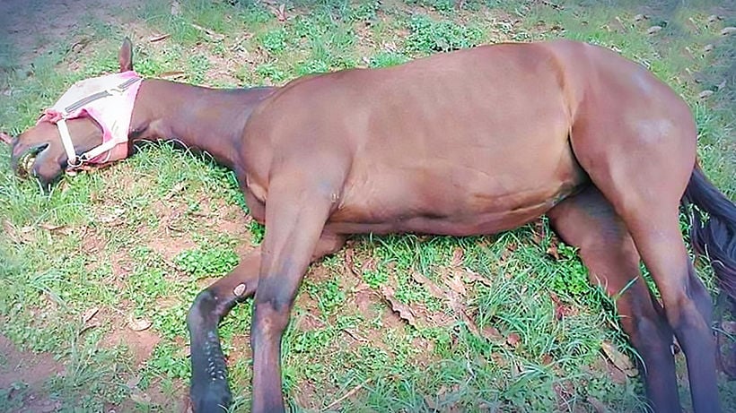 30 horses die in one day in Thailand’s Northeast