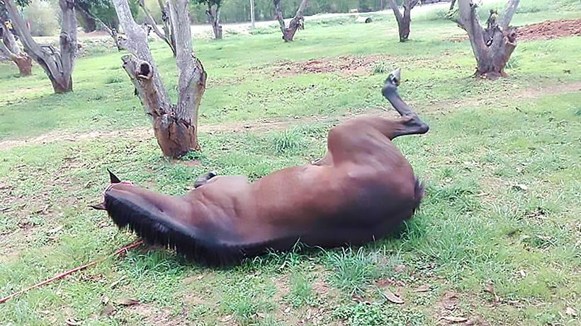30 horses die in one day in Thailand's Northeast | News by Thaiger