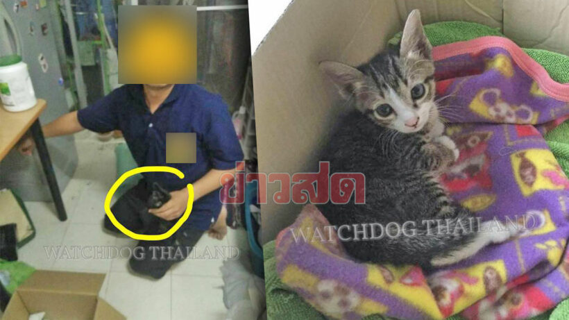 Kitten killer arrested in Chiang Mai