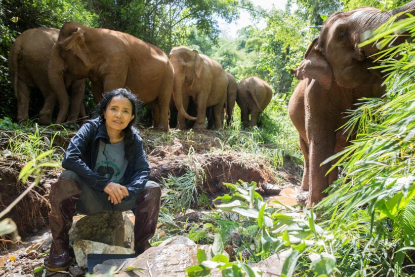 Potential catastrophe facing Thailand’s elephant camps