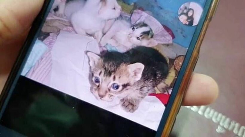 Kitten killer arrested in Chiang Mai | News by Thaiger