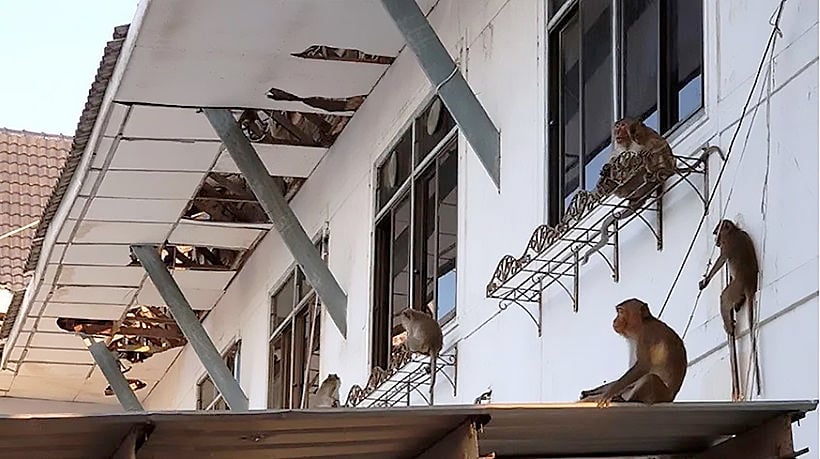 Monkeys plunder town hall building in South, apparently searching for food