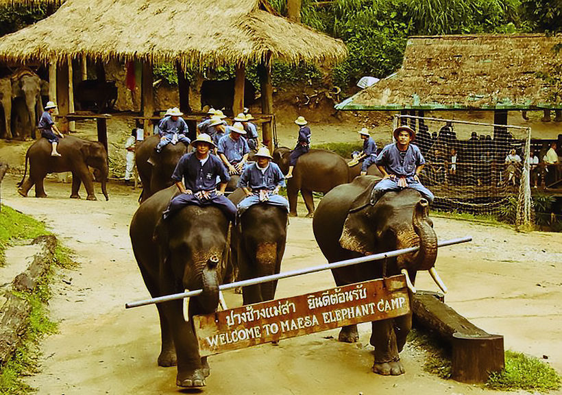 Thousands laid off, millions of baht lost as Chiang Mai elephant camps close