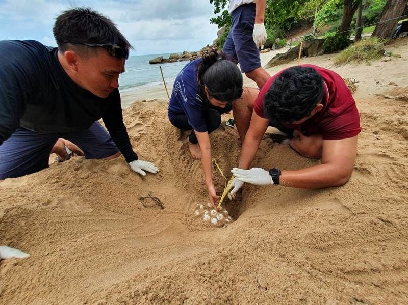 Samui’s Banyan Tree Hotel acts to protect sea turtle nest