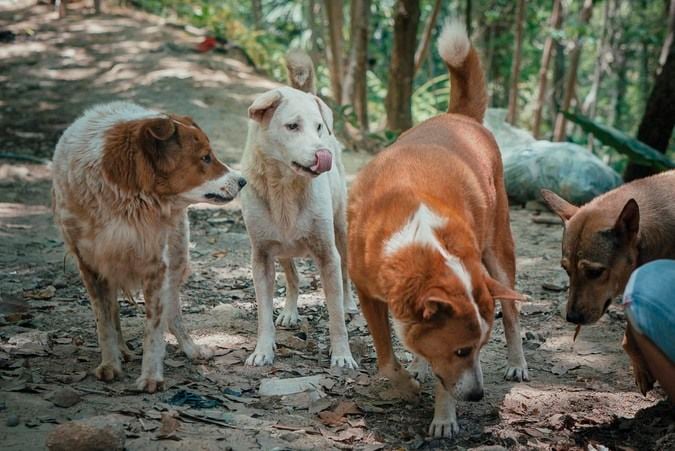 Soi Dog Foundation distributes over 11 tonnes of food to stray animal feeders across Phuket | News by Thaiger