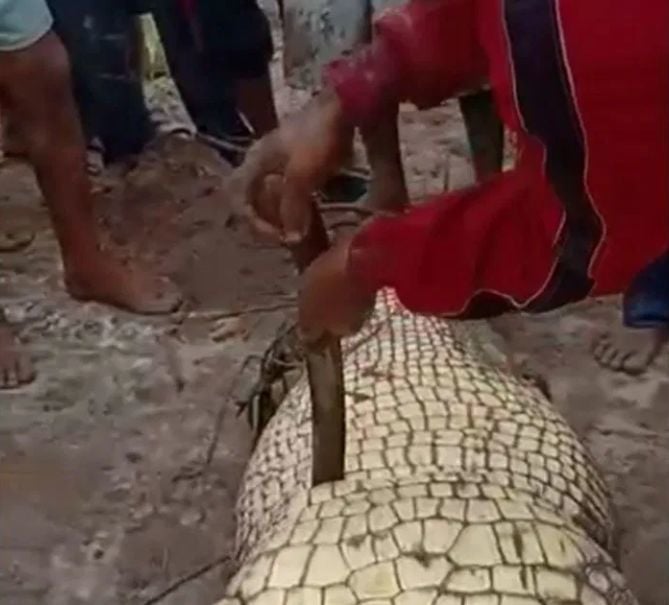Crocodile attacks and kills 55 year old fisherman in Indonesia | News by Thaiger