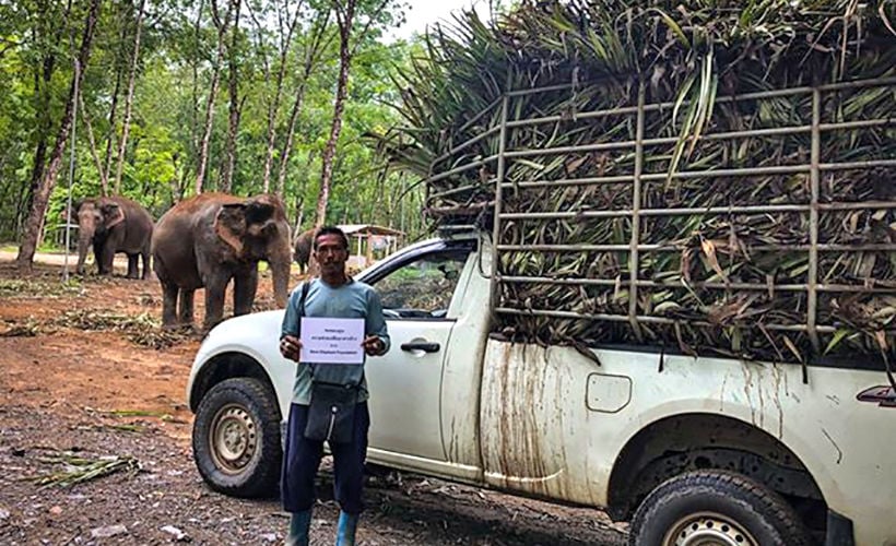 Ethical sanctuaries looking after over 250 elephants in southern Thailand