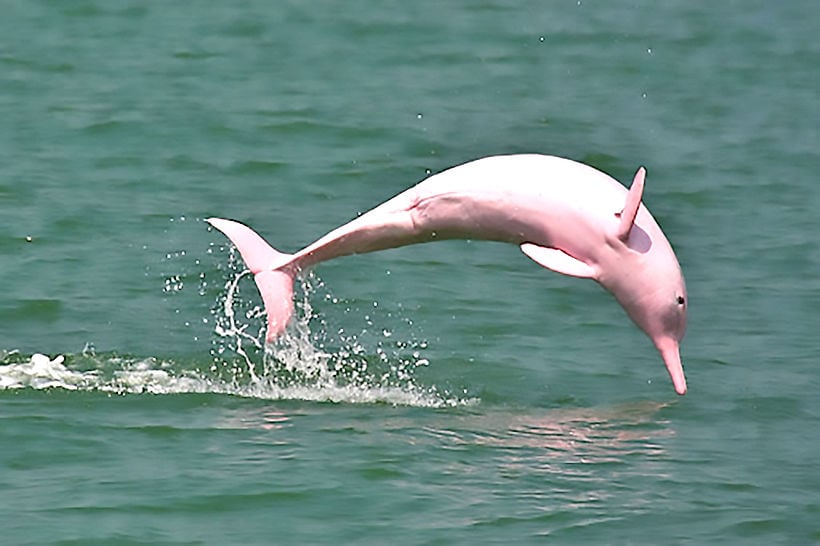 Rare pink dolphins spotted off Koh Phangan – VIDEO