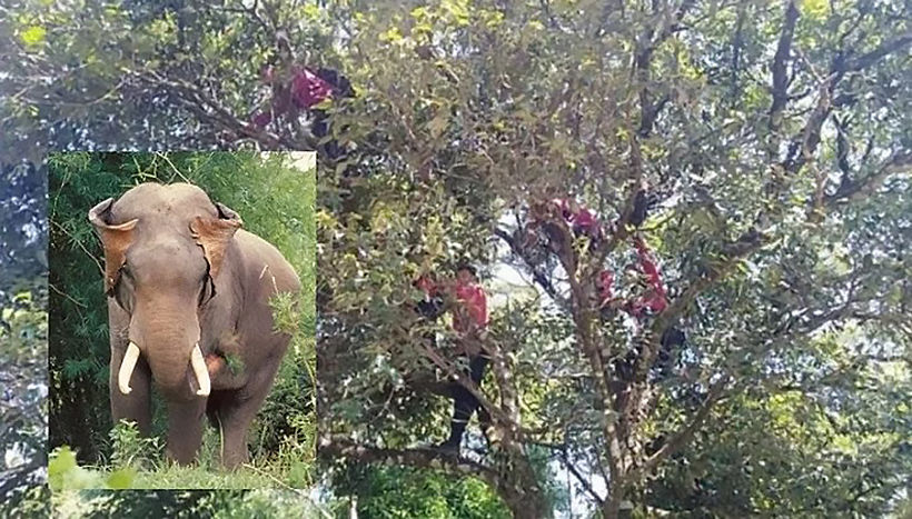 Chiang Mai firefighters chased up a tree by wild elephants