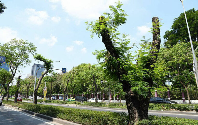 Bangkok authorities under fire for over-zealous tree pruning