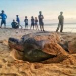 Leatherback turtles return to Phuket and Phang Nga coastlines | Thaiger