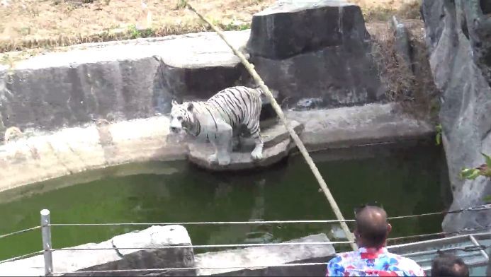 Songkhla zookeepers close up whilst keeping the tigers cool