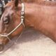 90 day ban on transporting horses to control AHS virus outbreak | The Thaiger