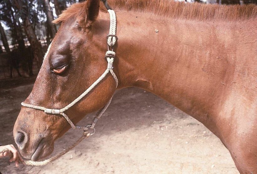 90 day ban on transporting horses to control AHS virus outbreak