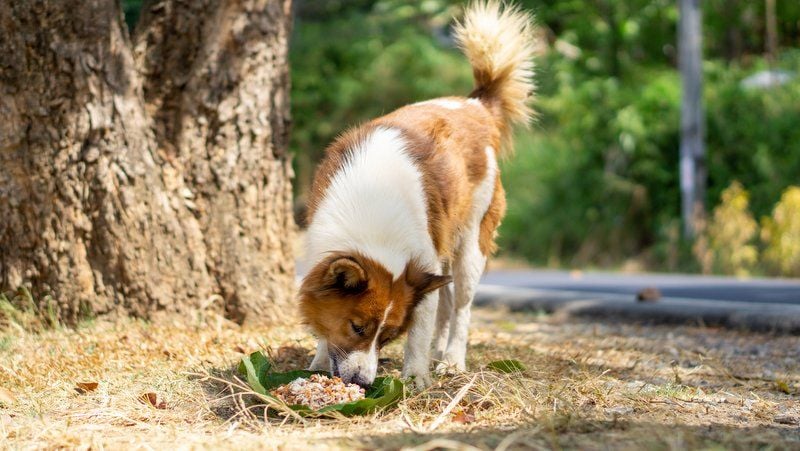 Phuket’s Soi Dog Foundation: State of Emergency affecting homeless dogs and cats