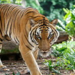 Thailand takes steps to fight tiger poaching following last month&#8217;s Bengal killings | Thaiger