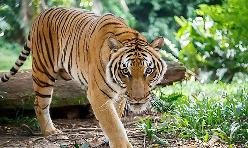 Thailand takes steps to fight tiger poaching following last month’s Bengal killings