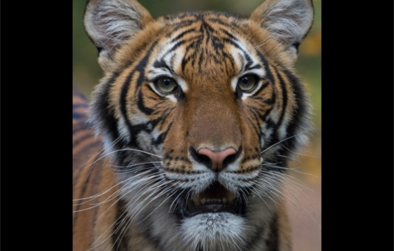 Tiger in Bronx Zoo tests positive for Coronavirus