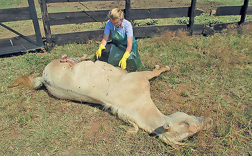 Government details symptoms in bid to stop the spread of African Horse Sickness