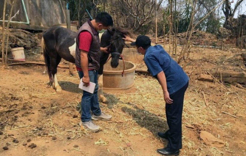 Stricken horse farm owners consider suing government over AHS virus outbreak