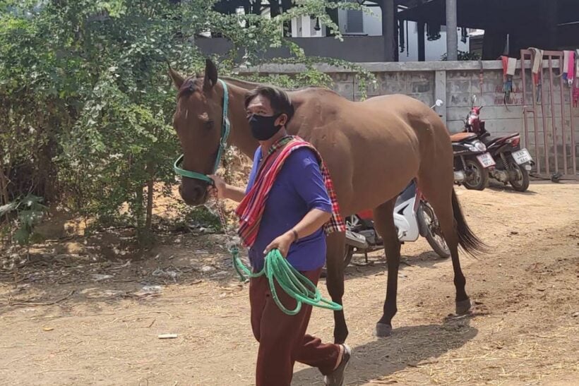 146 horses dead in Korat of African Horse Sickness | News by Thaiger
