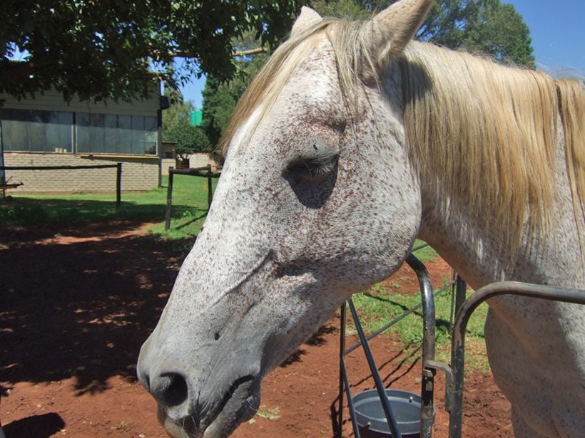 More than 100 horses dead as African Horse Sickness strikes Thailand