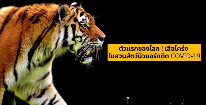 ตัวแรกของโลก ! เสือโคร่ง ในสวนสัตว์นิวยอร์ก ติดเชื้อ COVID-19 | The Thaiger
