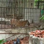 &#8220;It&#8217;s all a misunderstanding&#8221; &#8211; 4 people arrested for trespassing Phuket Zoo | Thaiger