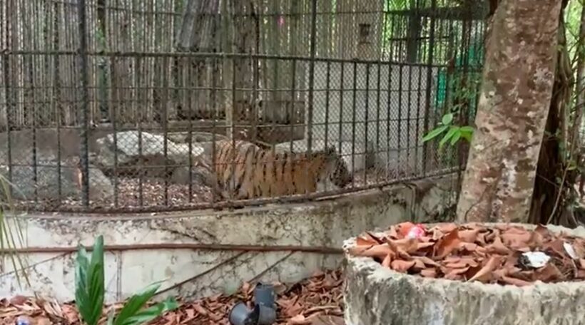 “It’s all a misunderstanding” – 4 people arrested for trespassing Phuket Zoo