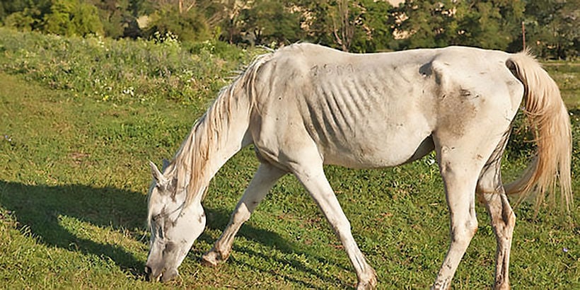 Lampang’s horses, and their caretakers, doing it tough