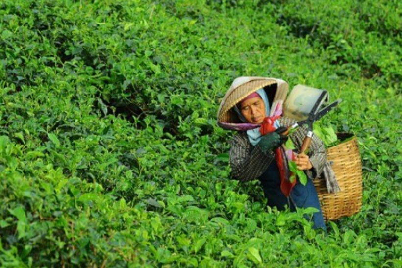 เช็คตรวจสอบเงินเยียวยาเกษตรกร ผลการโอนเงินเยียวยาเกษตร 5000 บาท | The Thaiger