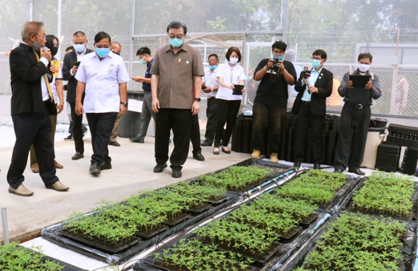 University in Korat plants more than 3,000 cannabis plants