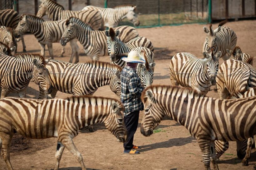 African horse sickness: Imported zebras need health check and quarantine