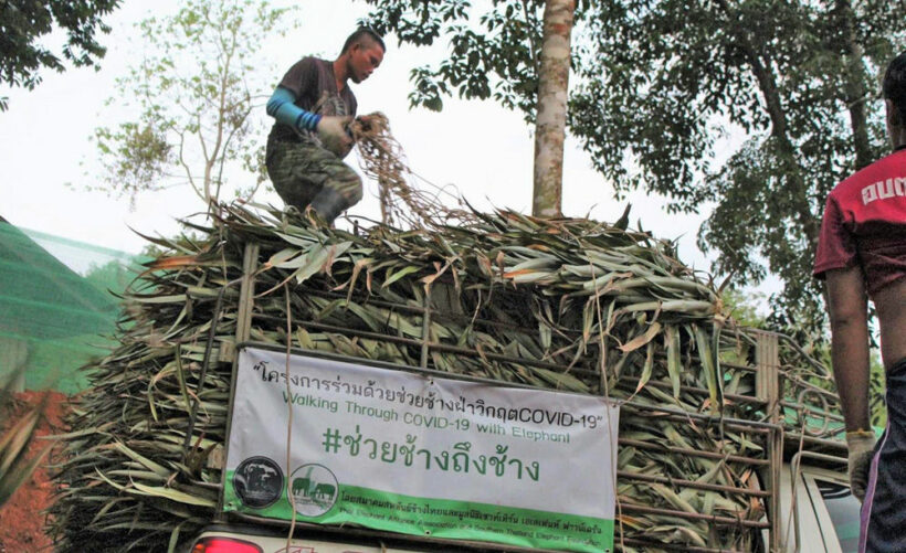 Helping Thailand’s starving elephants whilst the tourists are away