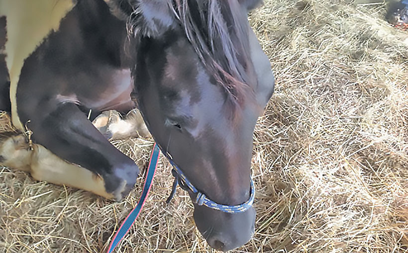 African Horse Sickness spreads in the north east, death toll passes 500