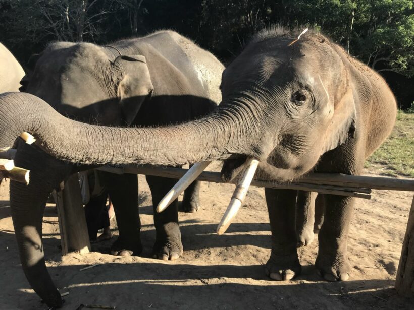 Unemployed elephants: Some return to the wild, others sent to work in logging business