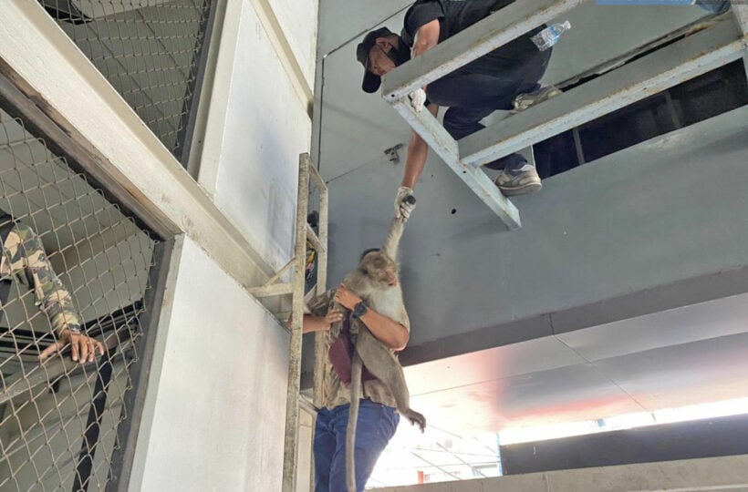 Thieving monkey safely caught in Chon Buri