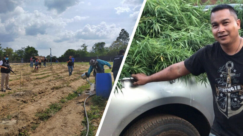 Man arrested for growing 1,200 cannabis plants