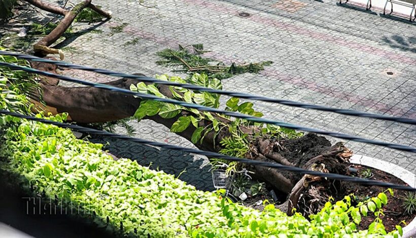 Cận cảnh hình ảnh vụ cây phượng bật gốc khiến 1 học sinh tử vong và 12 học sinh bị thương | News by Thaiger