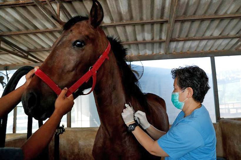 Government launches vaccination program to fight African Horse Sickness