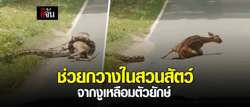 Netizens in uproar after man saves deer from python in Chon Buri – VIDEO