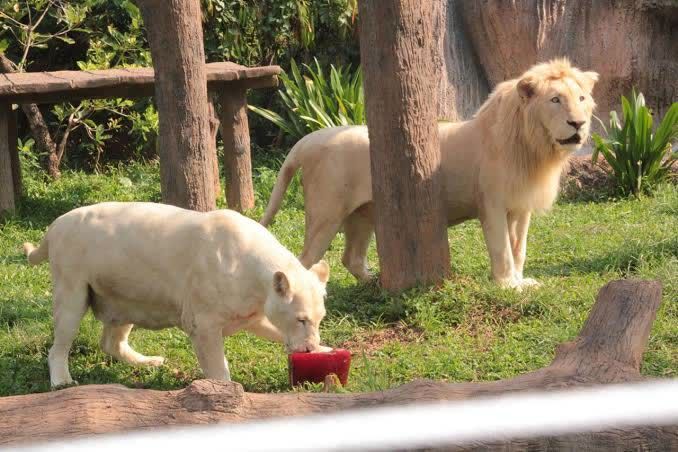 Zoo animals eat frozen treats to chill out in high heat