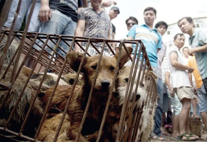 China’s dog-meat festival opens for another year